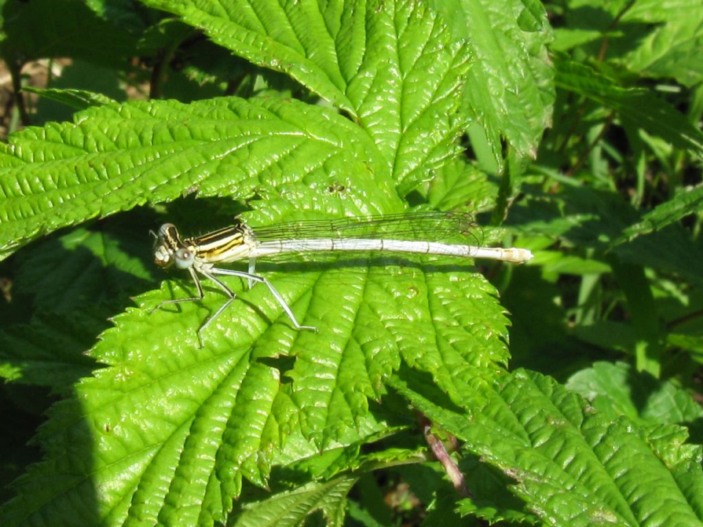 Platycnemis pennipes femmina? S