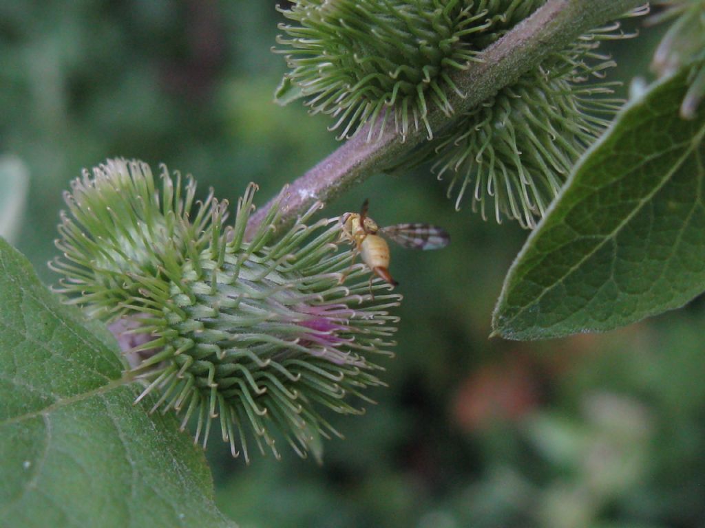 Terellia tussilaginis, femmina  (Tephritidae)