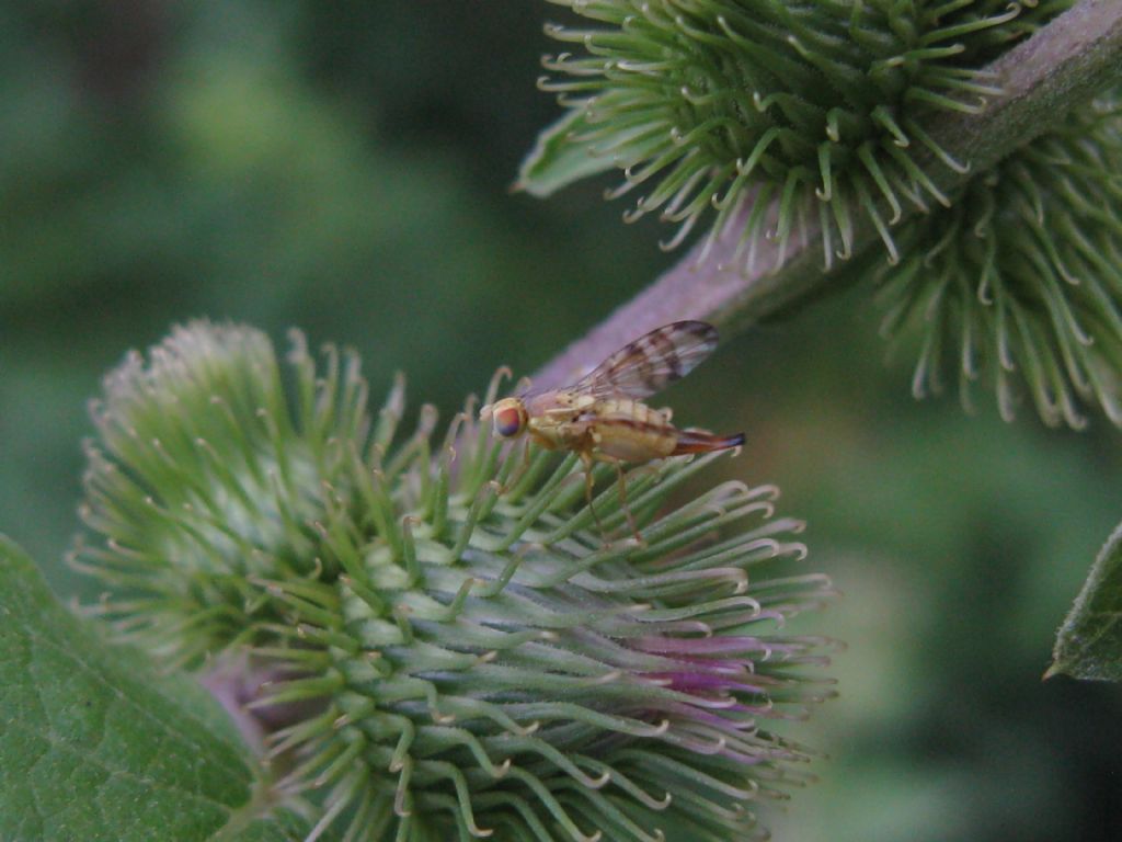 Terellia tussilaginis, femmina  (Tephritidae)