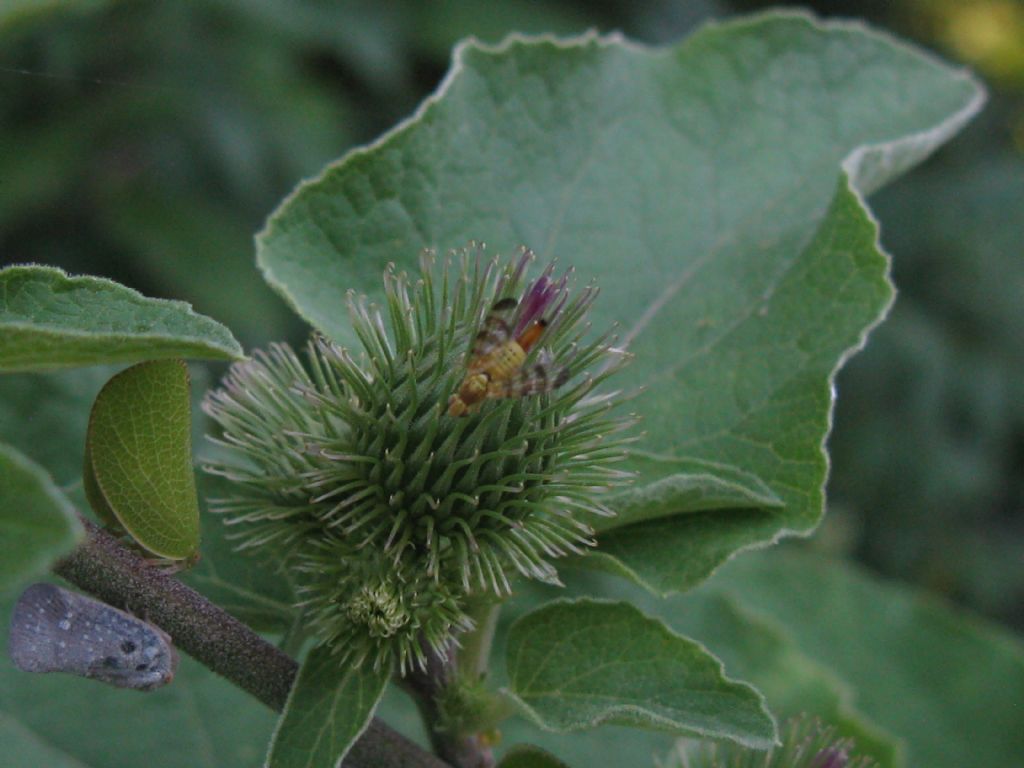 Terellia tussilaginis, femmina  (Tephritidae)