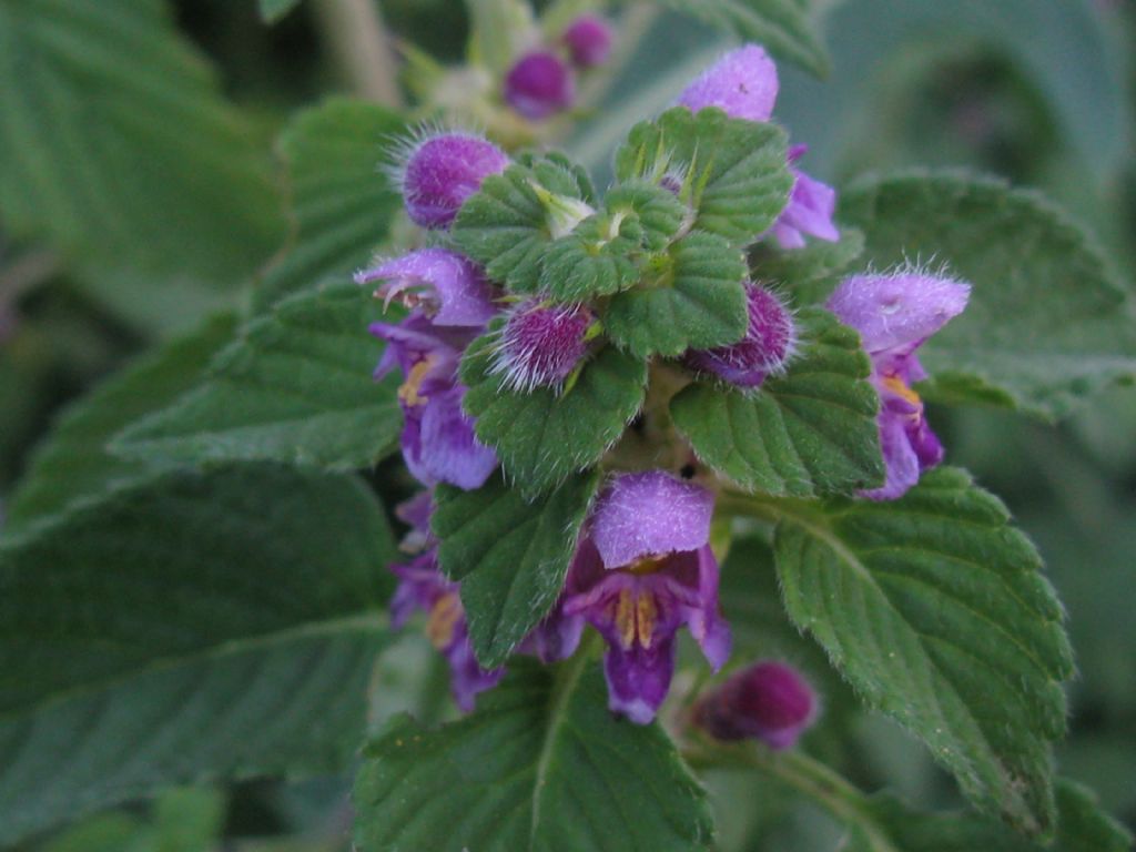 Galeopsis pubescens