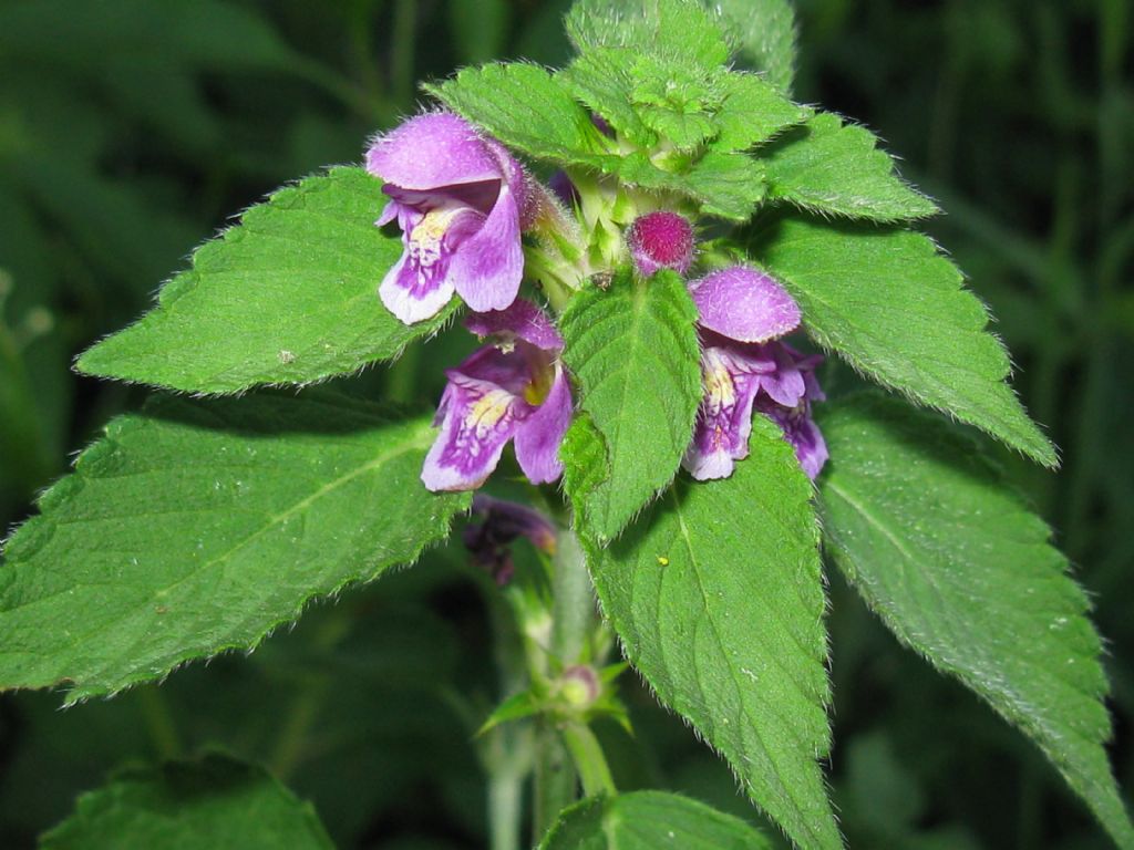 Galeopsis pubescens