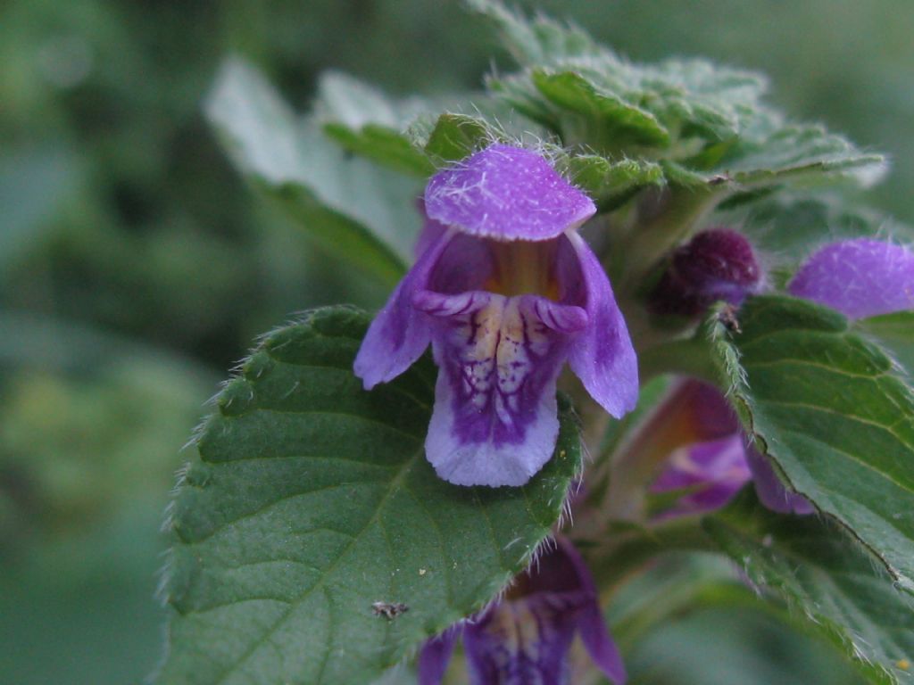 Galeopsis pubescens