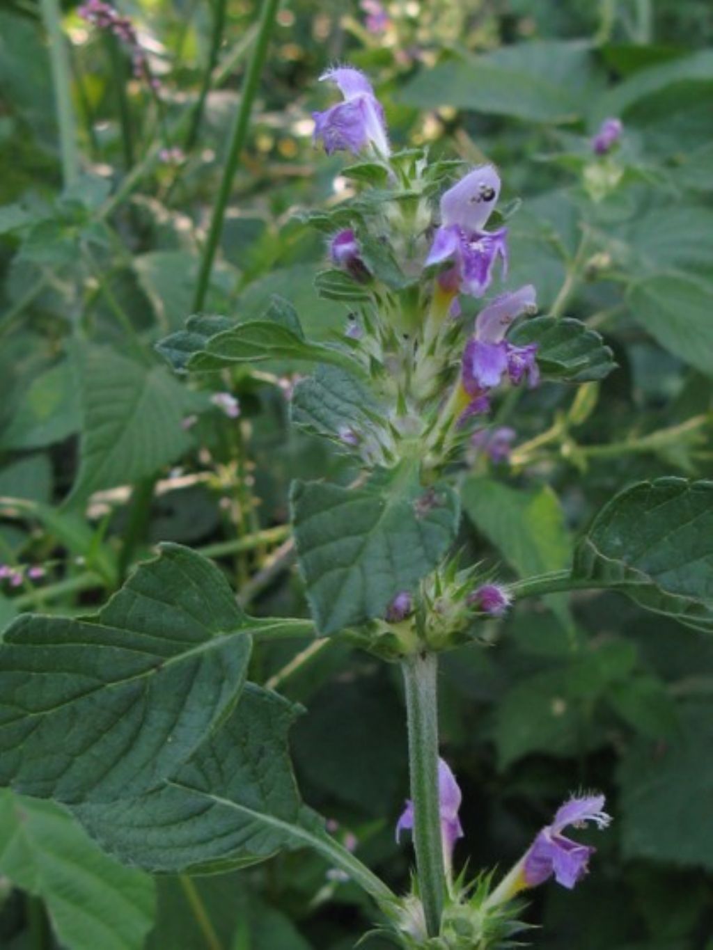 Galeopsis pubescens