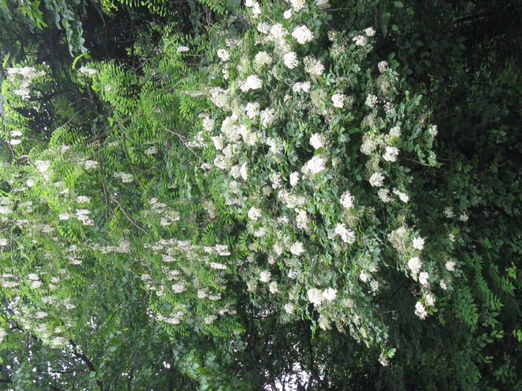 Pianta identificabile?