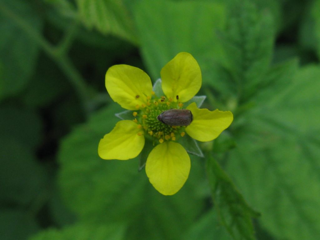 Geum urbanum