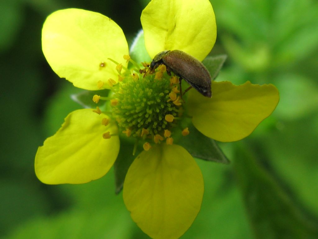 Geum urbanum