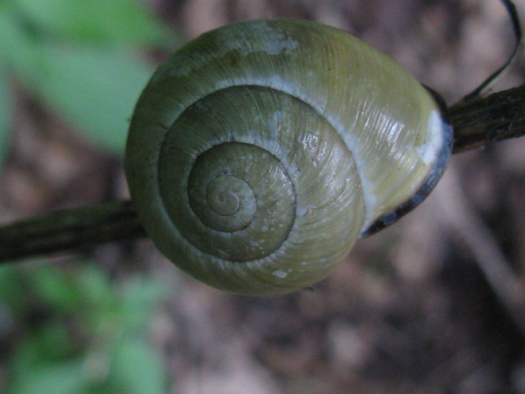 Helicidae?