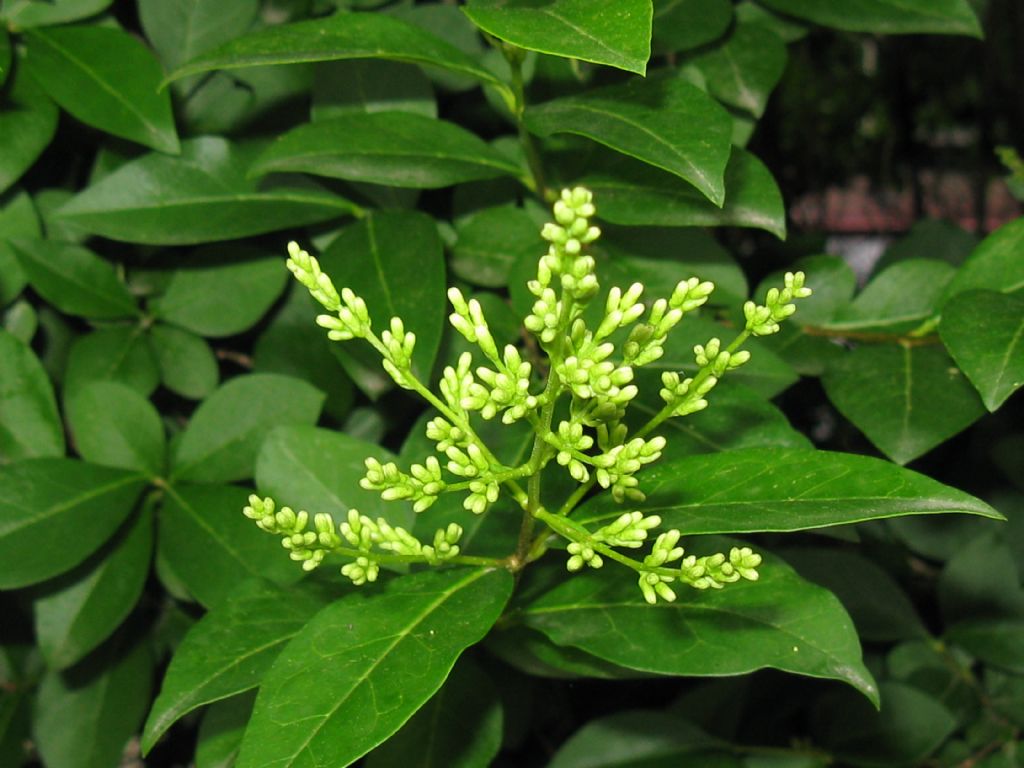 Ligustrum sp.