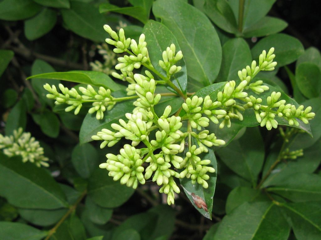 Ligustrum sp.