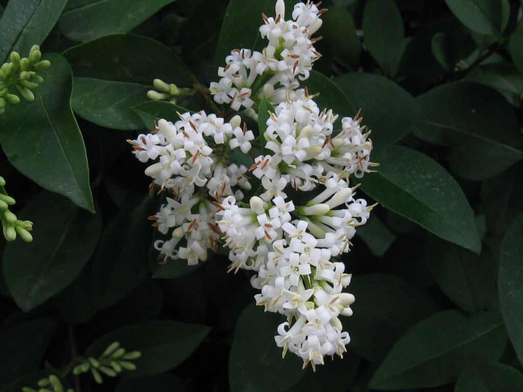 Ligustrum sp.