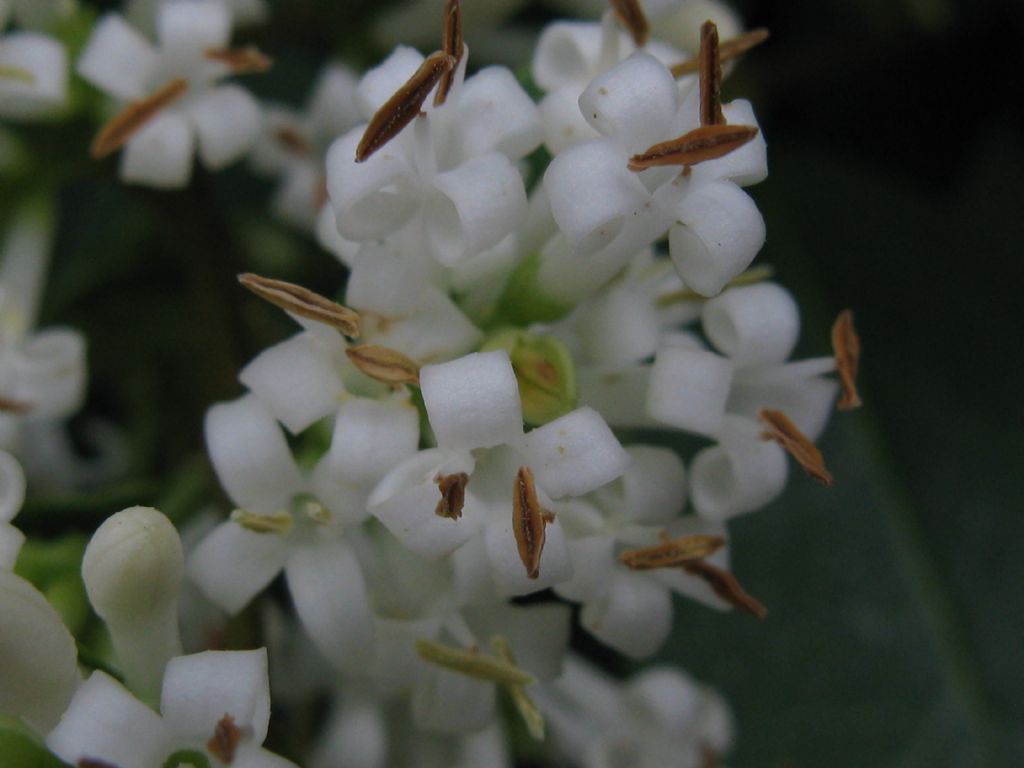 Ligustrum sp.