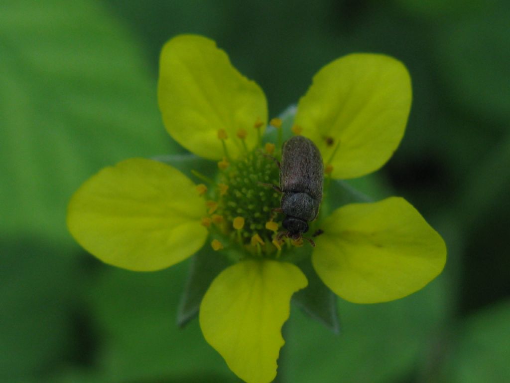 Byturus ochraceus, Byturidae.