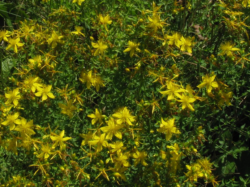 Hypericum perforatum