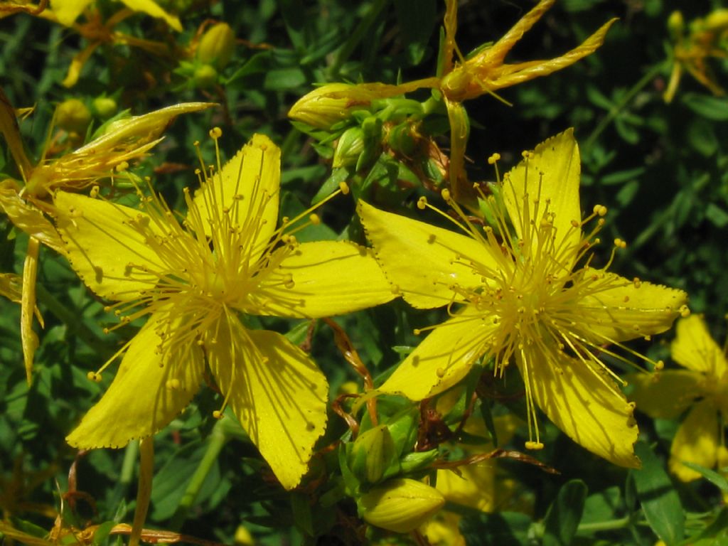 Hypericum perforatum