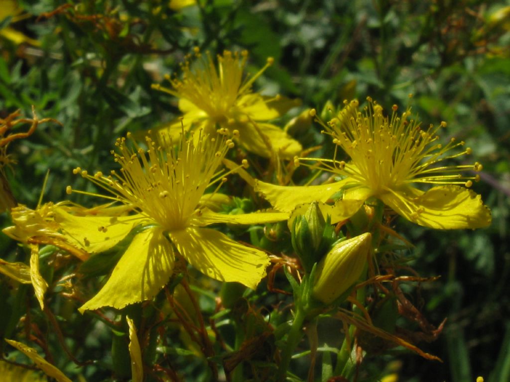 Hypericum perforatum