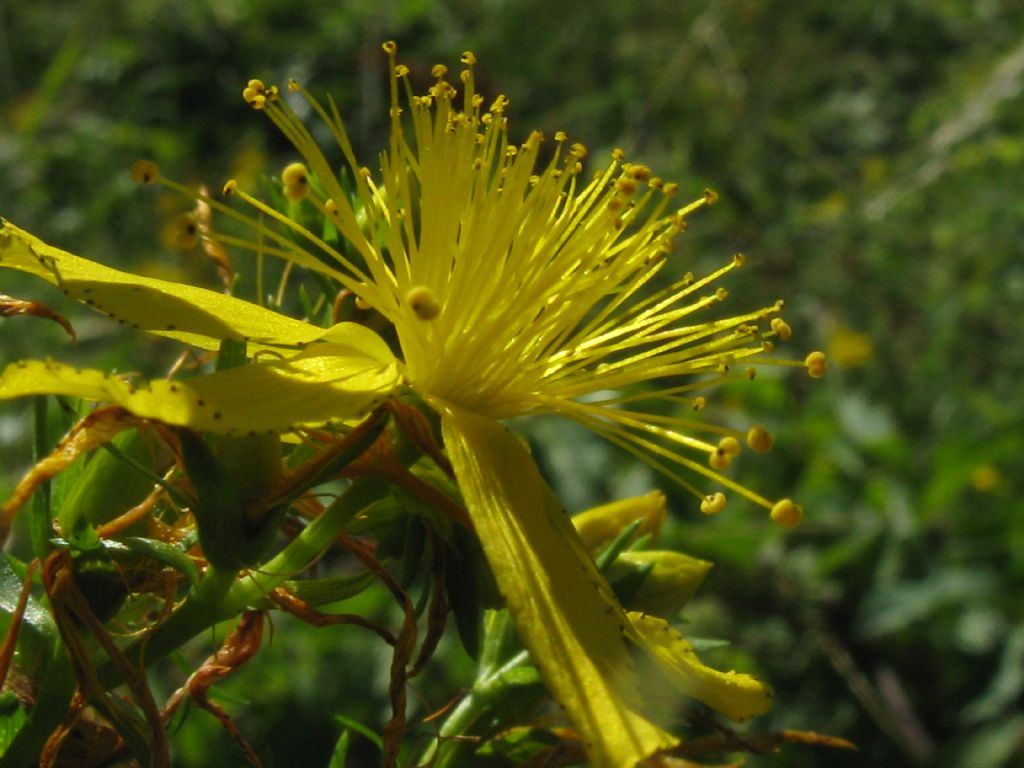 Hypericum perforatum