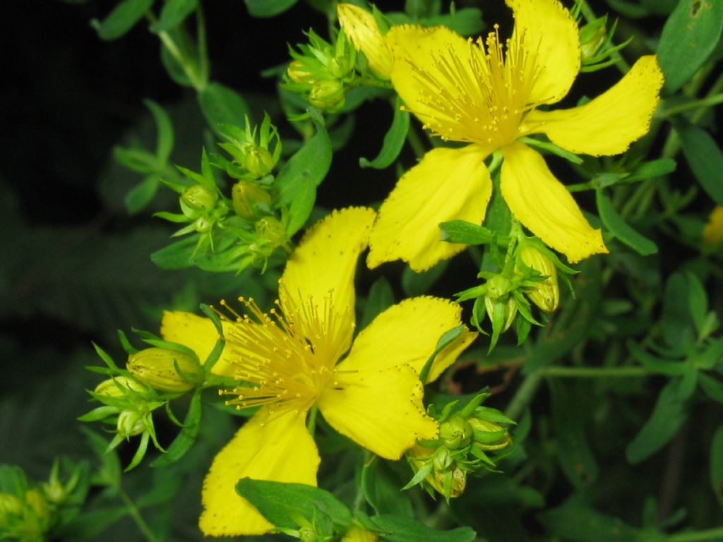 Hypericum perforatum