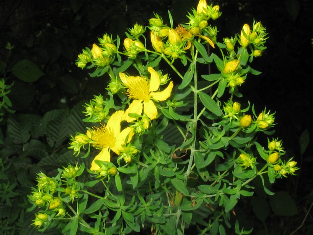 Hypericum perforatum