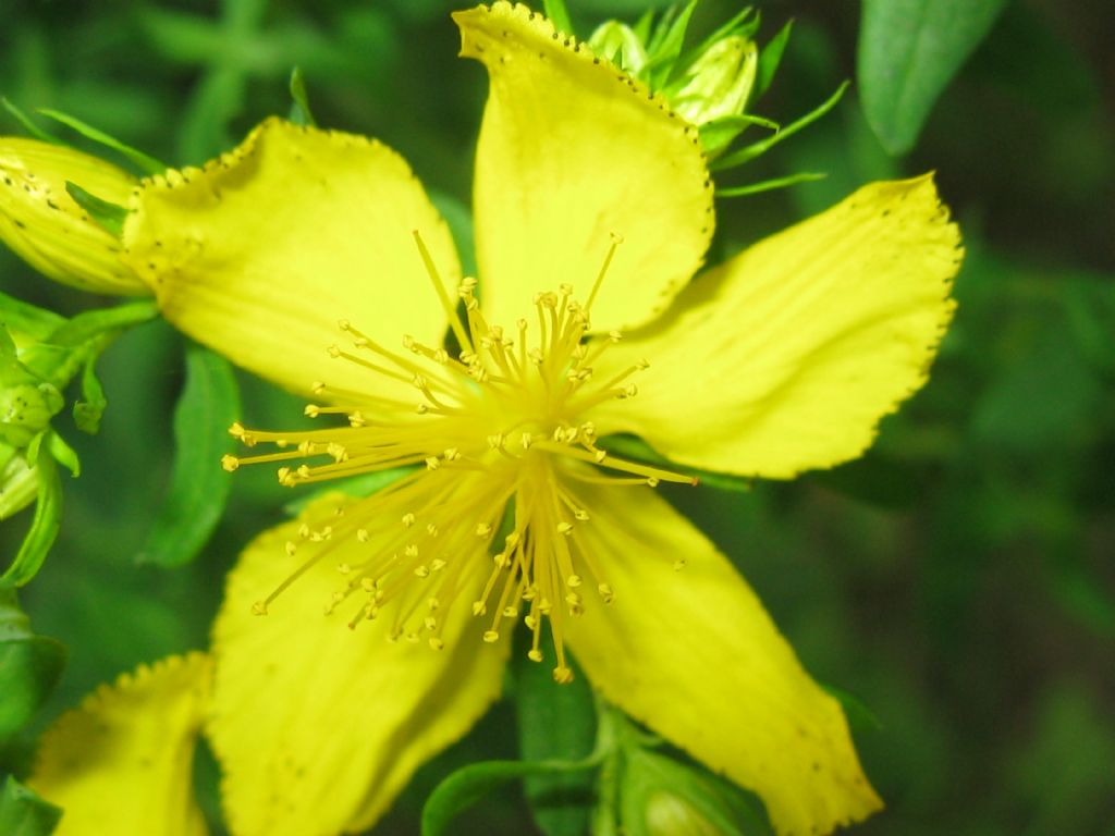 Hypericum perforatum