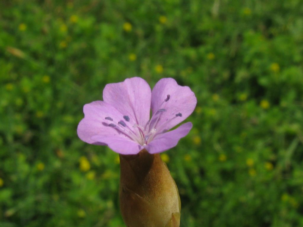 Petrorhagia prolifera?