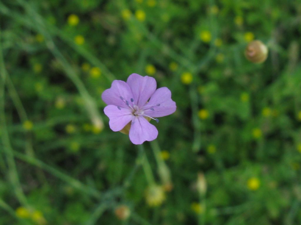 Petrorhagia prolifera?