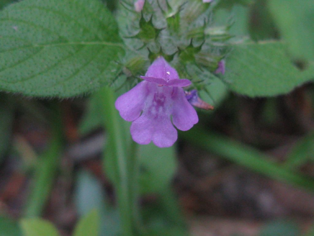 Glechoma hederacea?        No, Clinopodium sp. (Lamiaceae)