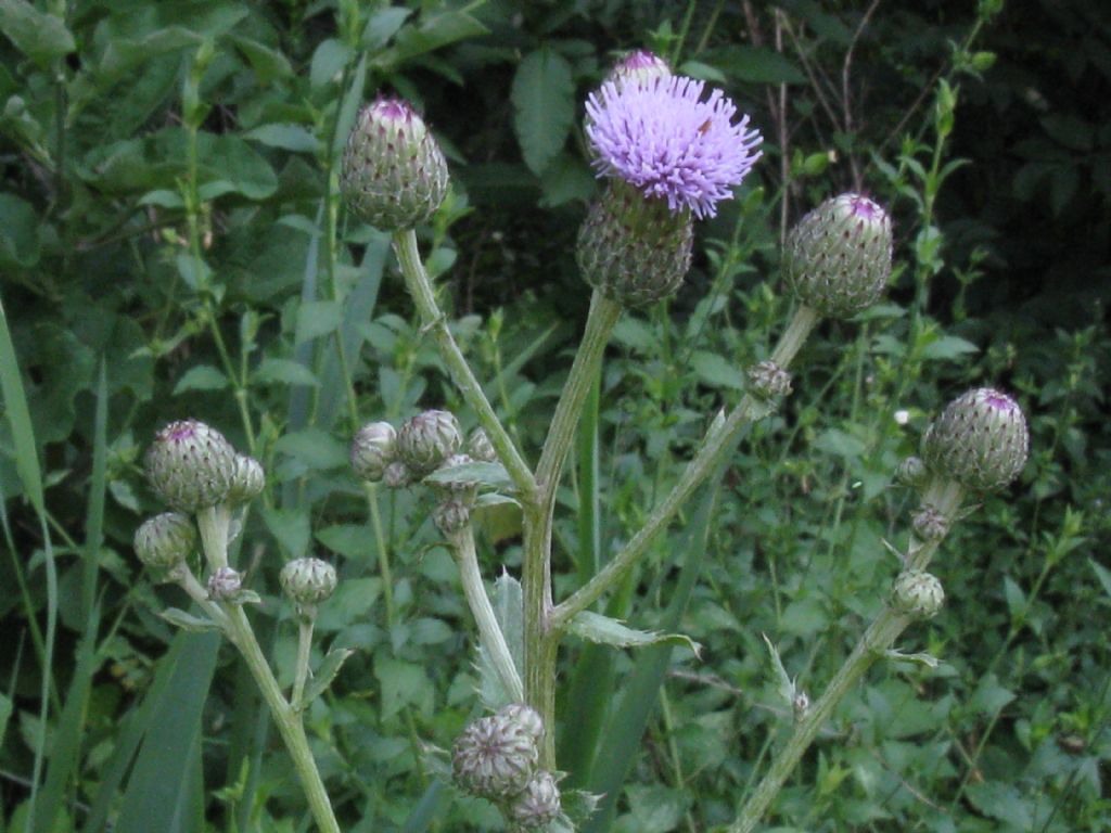 Arctium?
