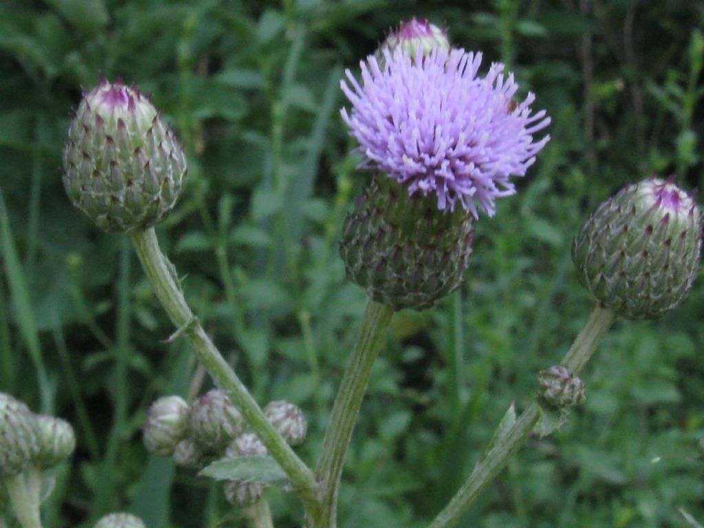 Arctium?