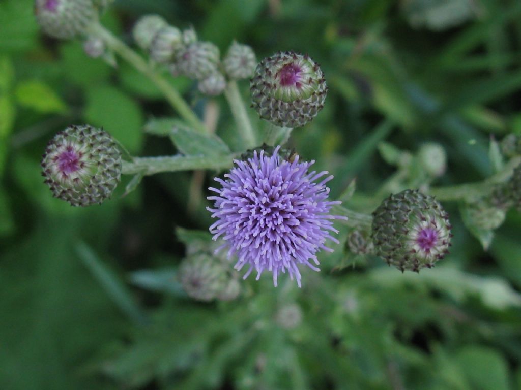 Arctium?