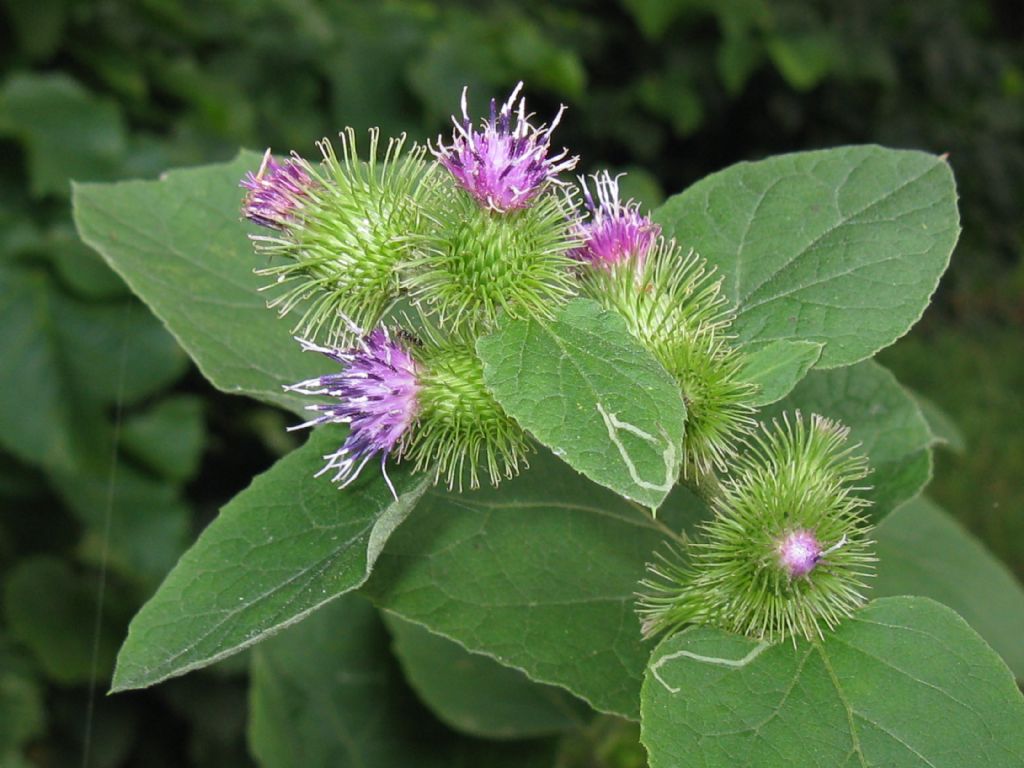 Arctium lappa?
