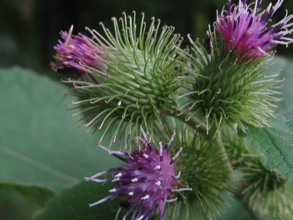 Arctium lappa?