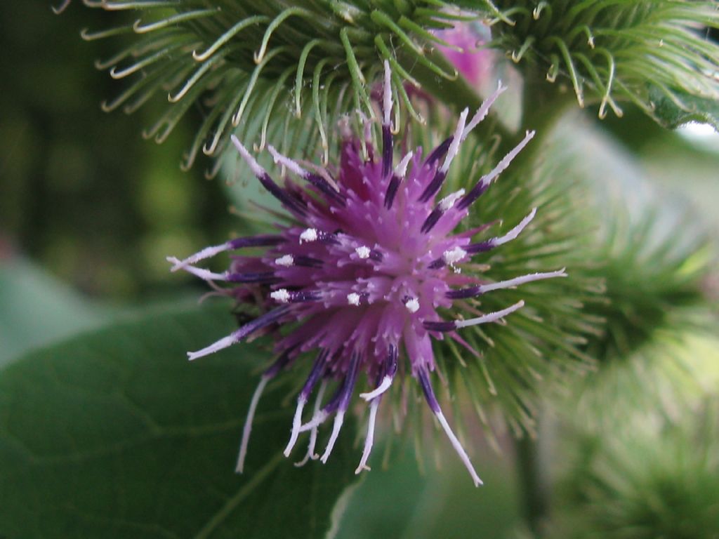 Arctium lappa?