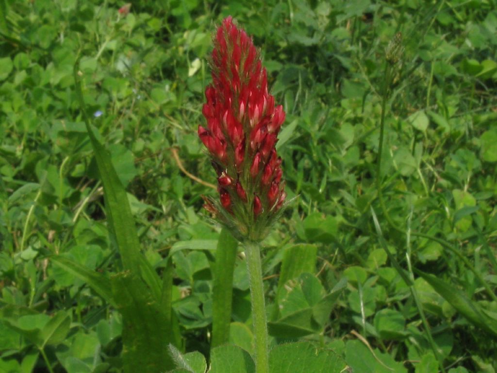 Trifolium incarnatum