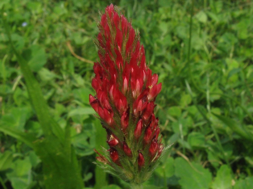 Trifolium incarnatum