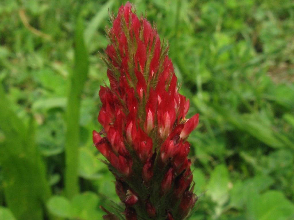 Trifolium incarnatum