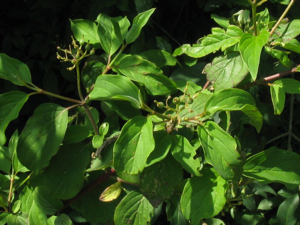 Cornus sanguinea