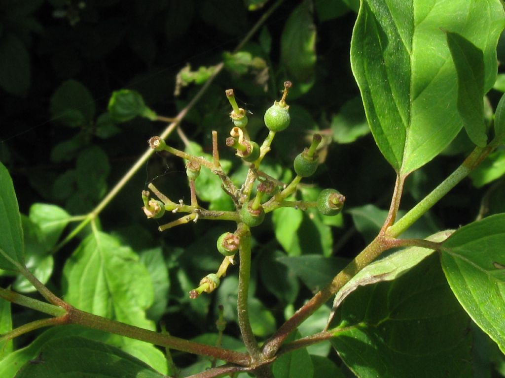 Cornus sanguinea