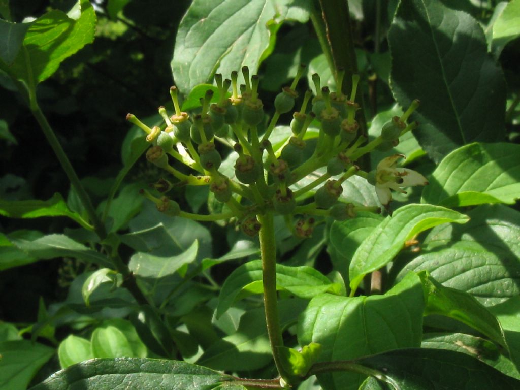 Cornus sanguinea