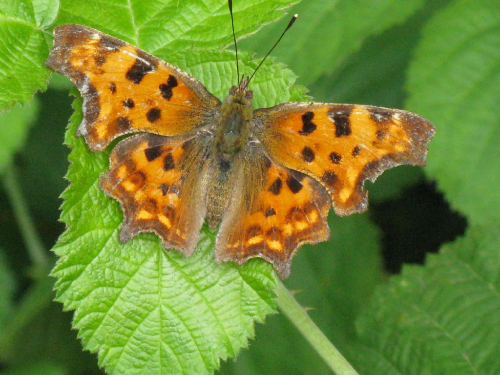 Polygonia c-album, Nymphalidae