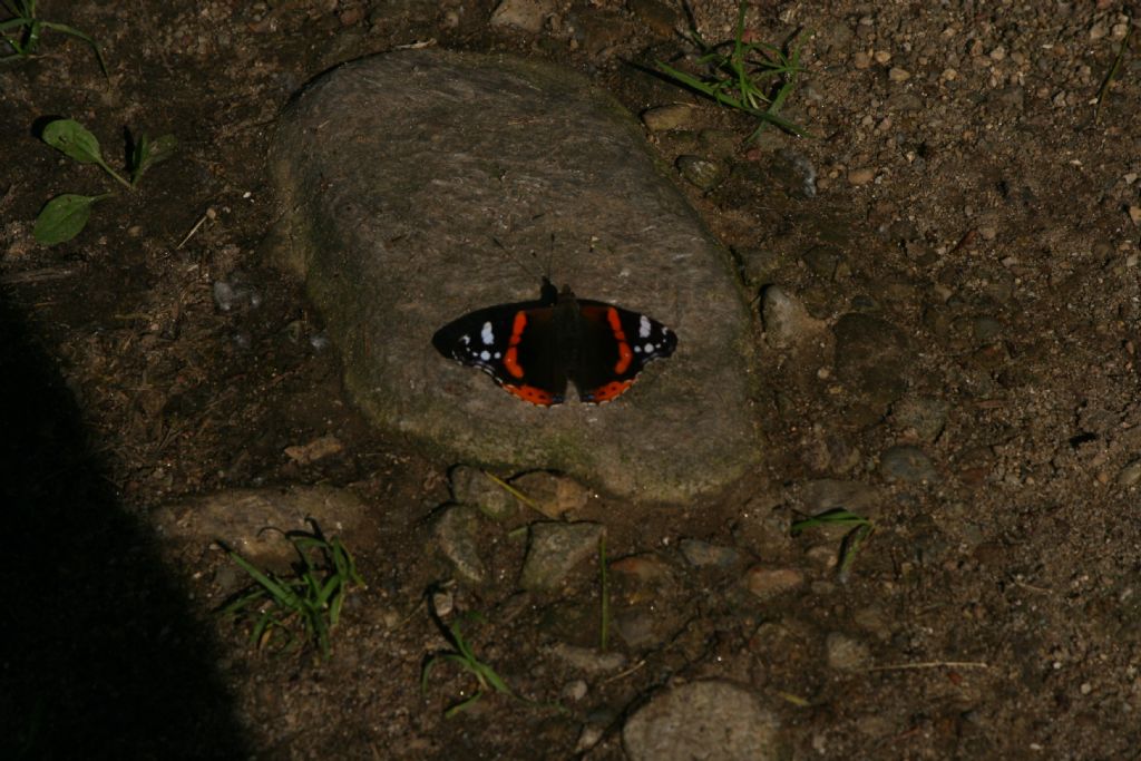 Vanessa atalanta, Nymphalidae