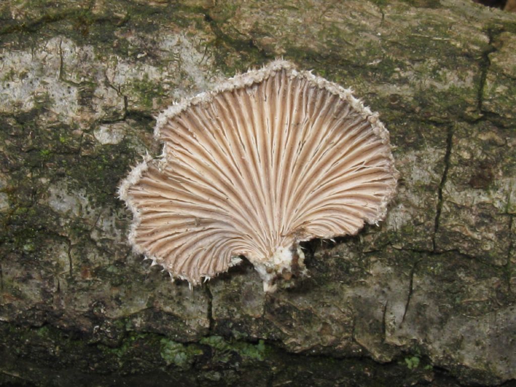 foto fungo 7 febbraio