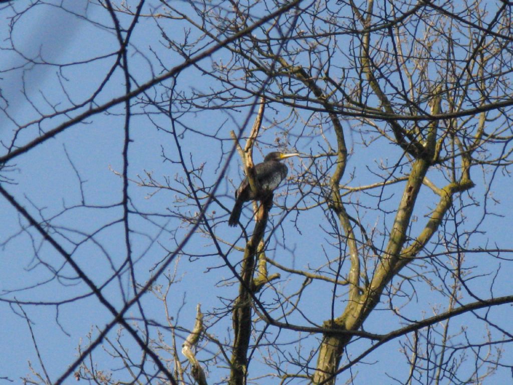 Airone cenerino?  No, Cormorano (Phalacrocorax carbo)