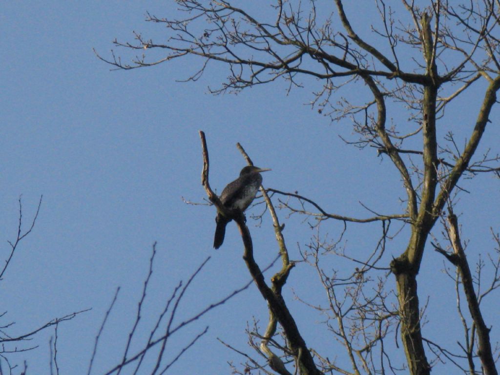 Airone cenerino?  No, Cormorano (Phalacrocorax carbo)