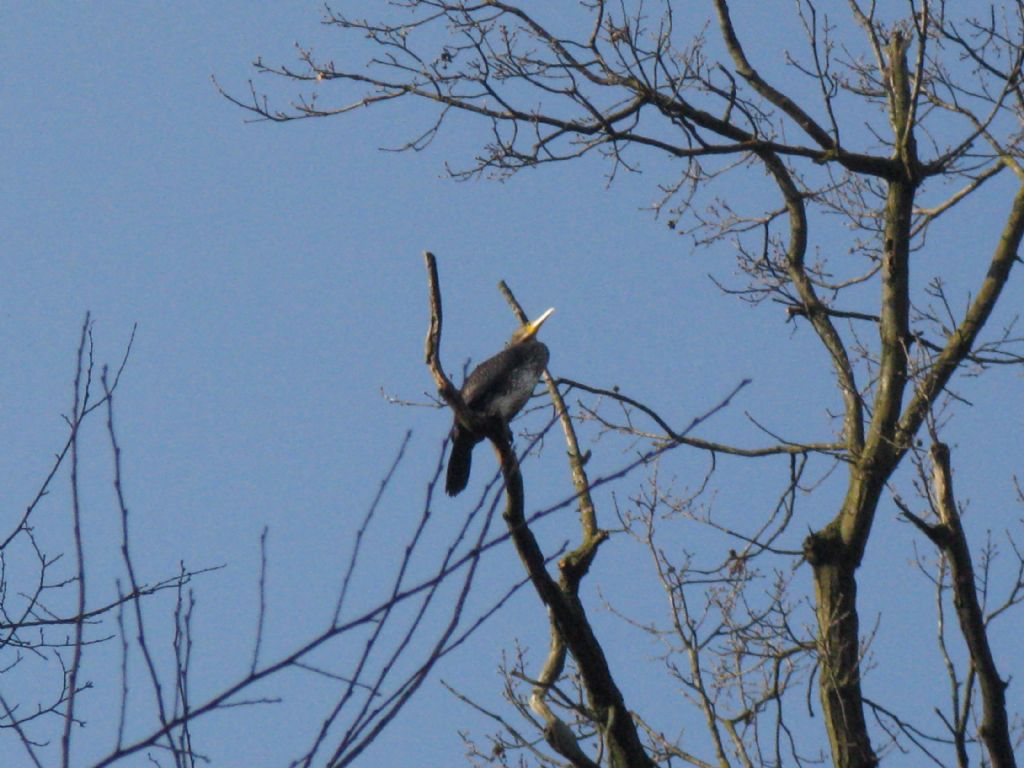 Airone cenerino?  No, Cormorano (Phalacrocorax carbo)