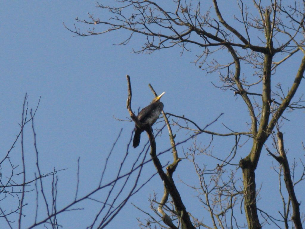 Airone cenerino?  No, Cormorano (Phalacrocorax carbo)