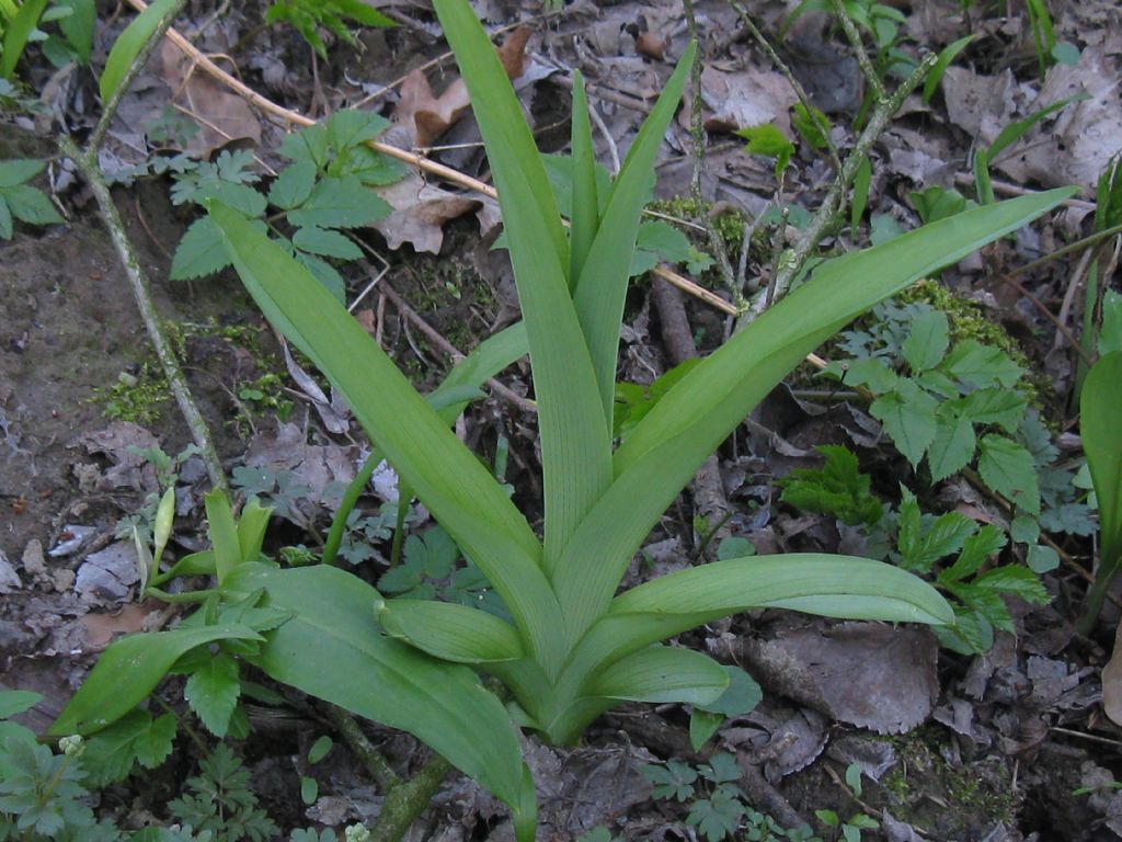 Pianta da determinare