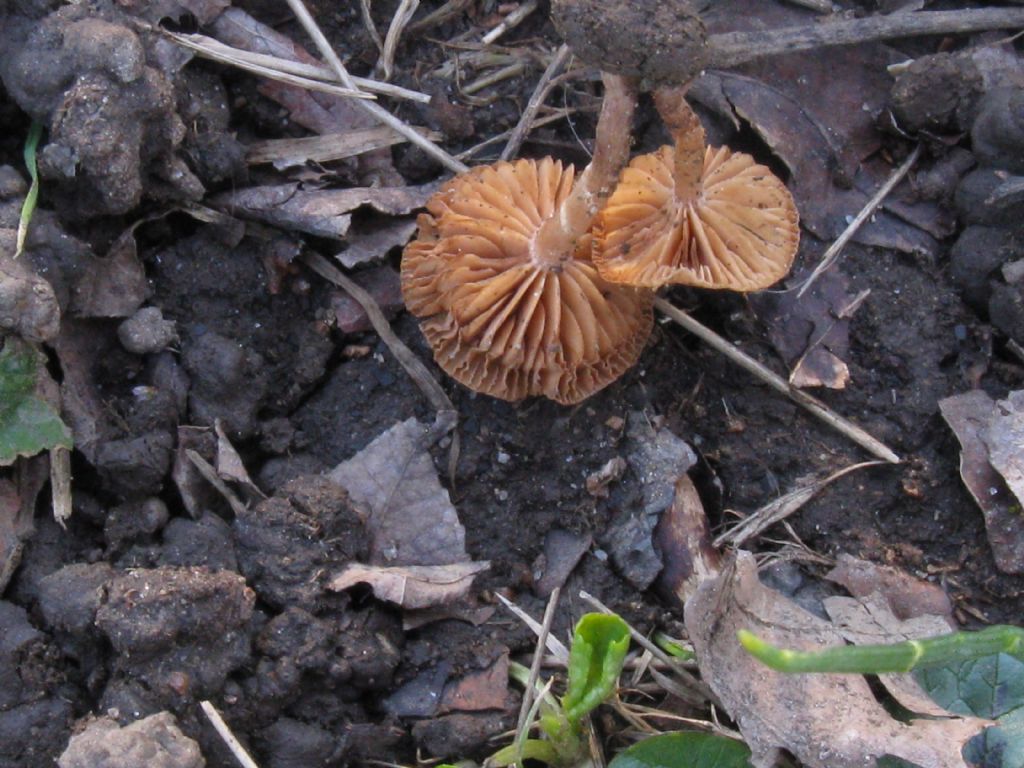 1 marzo ''17 Parco di Monza