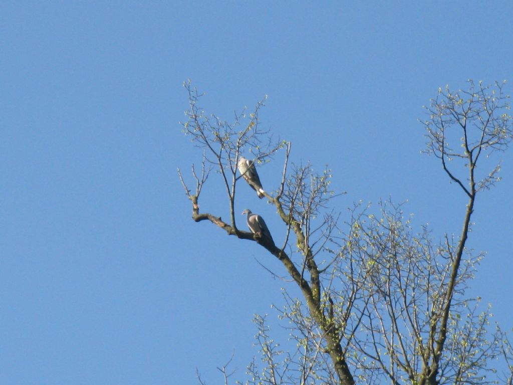 E'' un rapace?     No, Colombaccio (Columba palumbus)