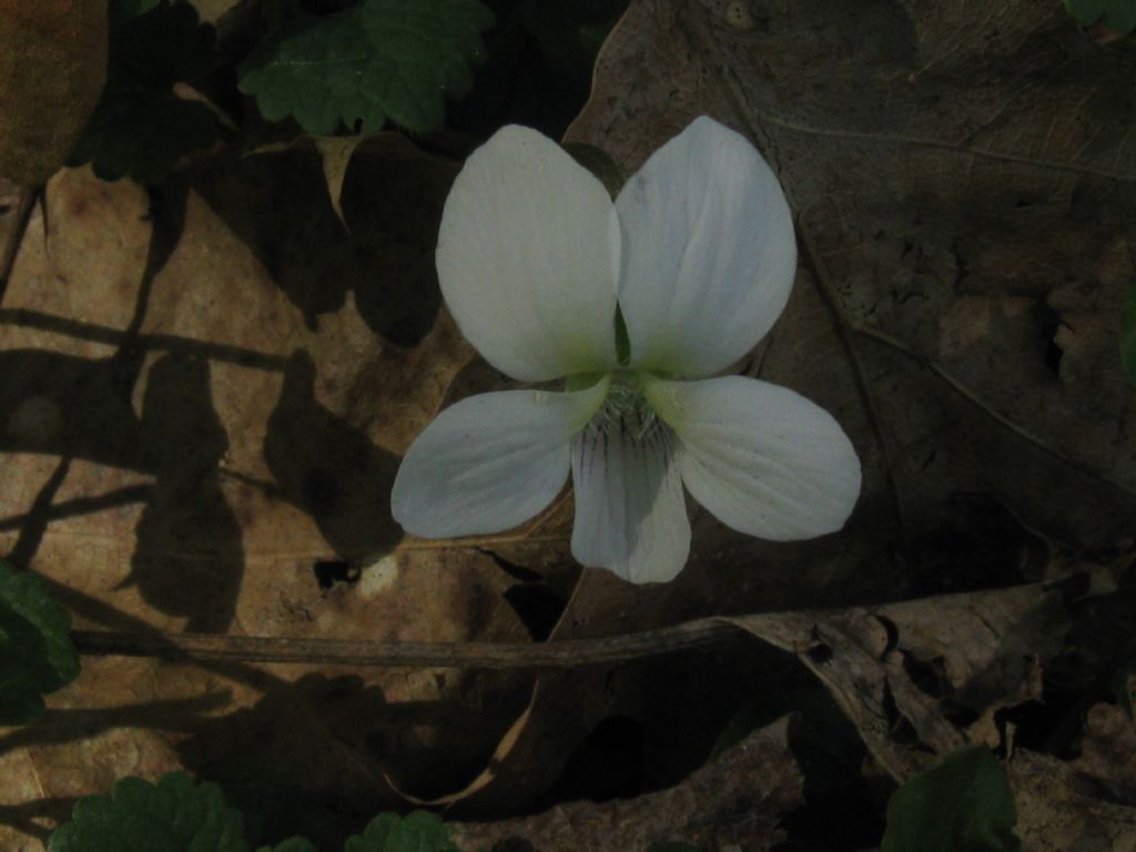 Viola bianca?